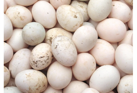 Premium Duck Egg  /  Tharavu / താറാവ്മുട്ട ( Pack of 6nos )